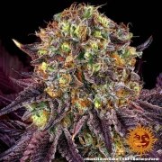 Runtz x Layer Cake Strain – product view 9