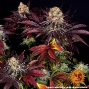 Runtz x Layer Cake Strain – product view 10