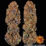 Runtz x Layer Cake Strain – product view 11