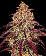 Mimosa x Orange Punch Auto Strain – product view 1