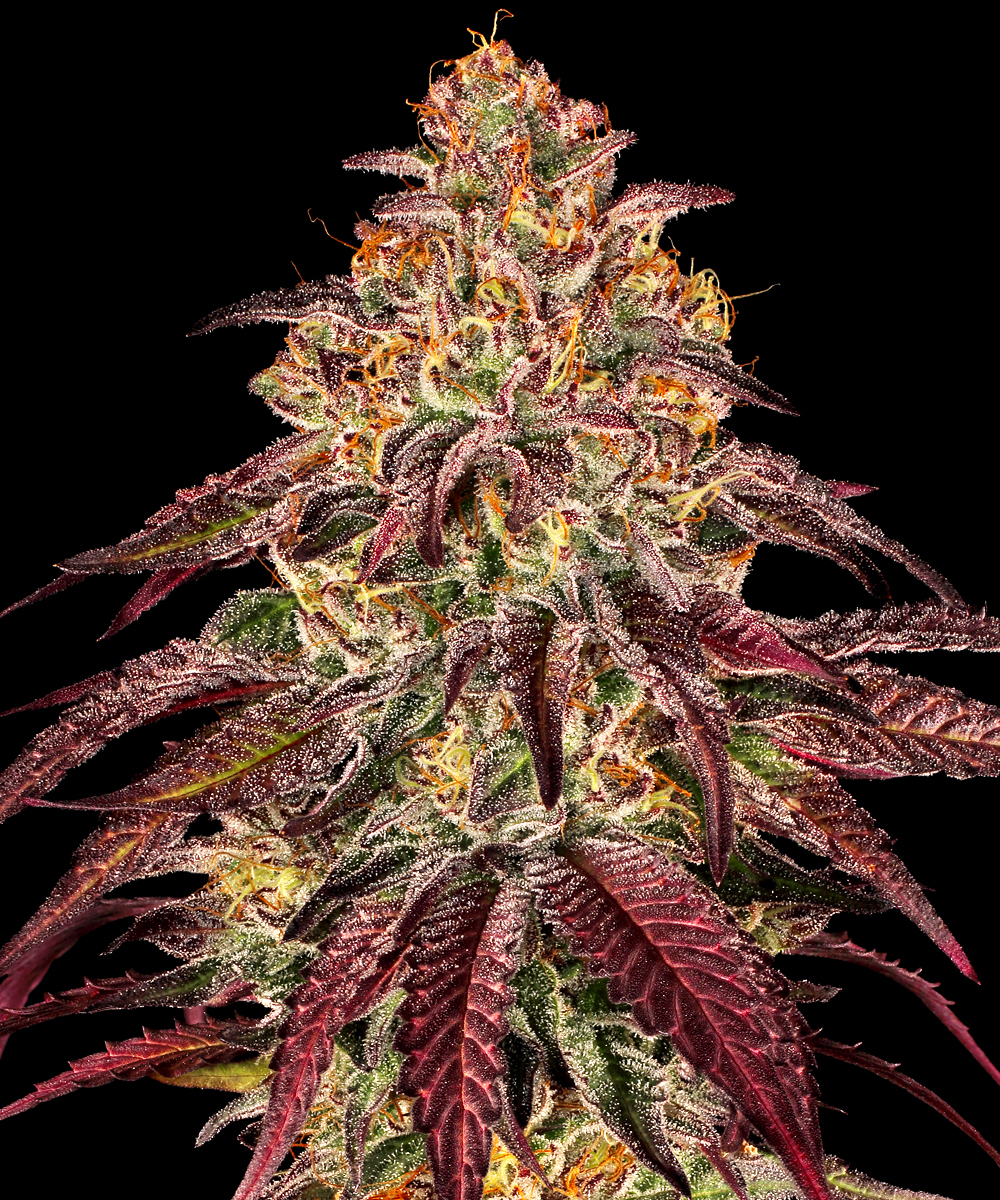 Mimosa x Orange Punch Auto Strain – product view 1