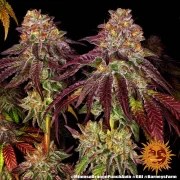 Mimosa x Orange Punch Auto Strain – product view 2