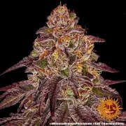 Mimosa x Orange Punch Auto Strain – product view 3