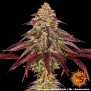 Mimosa x Orange Punch Auto Strain – product view 4