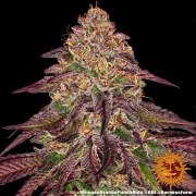 Mimosa x Orange Punch Auto Strain – product view 5