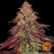 Mimosa x Orange Punch Auto Strain – product view 6