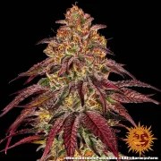Mimosa x Orange Punch Auto Strain – product view 7