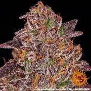 Mimosa x Orange Punch Auto Strain – product view 8