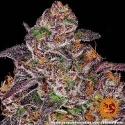 Mimosa x Orange Punch Auto Strain – product view 9