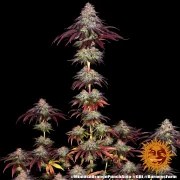 Mimosa x Orange Punch Auto Strain – product view 10