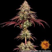 Mimosa x Orange Punch Auto Strain – product view 11