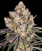 Ice Cream Cake Strain – product view 1
