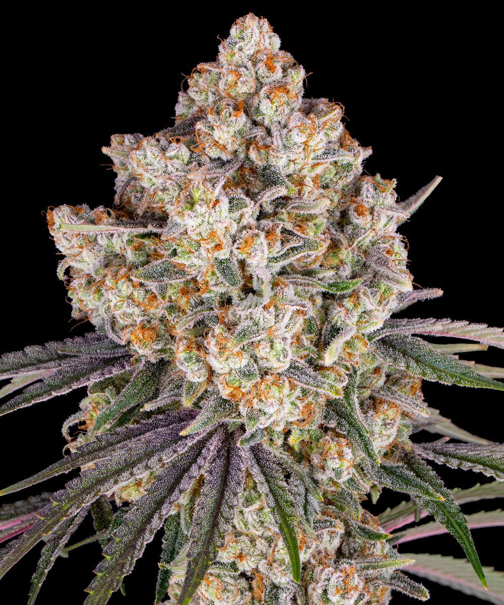Ice Cream Cake Strain – product view 1