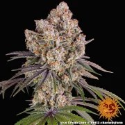 Ice Cream Cake Strain – product view 2