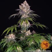 Ice Cream Cake Strain – product view 3