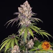 Ice Cream Cake Strain – product view 4