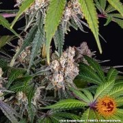 Ice Cream Cake Strain – product view 5