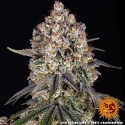 Ice Cream Cake Strain – product view 6