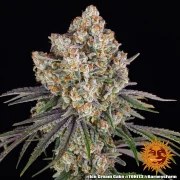 Ice Cream Cake Strain – product view 7