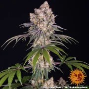Ice Cream Cake Strain – product view 8