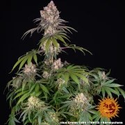 Ice Cream Cake Strain – product view 9