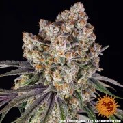 Ice Cream Cake Strain – product view 10
