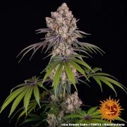 Ice Cream Cake Strain – product view 11
