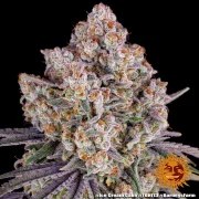 Ice Cream Cake Strain – product view 12