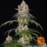 Ice Cream Cake Strain – product view 13