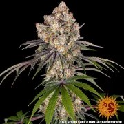 Ice Cream Cake Strain – product view 14