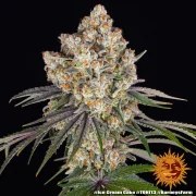 Ice Cream Cake Strain – product view 15