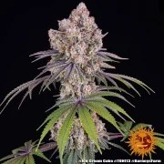 Ice Cream Cake Strain – product view 16
