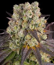 Purple Punch x Lemon Drizzle Strain – product view 1
