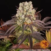 Purple Punch x Lemon Drizzle Strain – product view 2