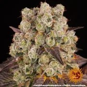 Purple Punch x Lemon Drizzle Strain – product view 3