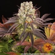 Purple Punch x Lemon Drizzle Strain – product view 4