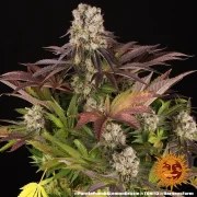 Purple Punch x Lemon Drizzle Strain – product view 5