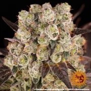 Purple Punch x Lemon Drizzle Strain – product view 6