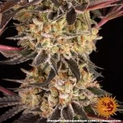 Purple Punch x Lemon Drizzle Strain – product view 7