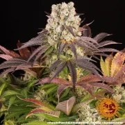 Purple Punch x Lemon Drizzle Strain – product view 8