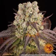 Purple Punch x Lemon Drizzle Strain – product view 9