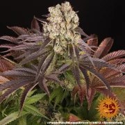 Purple Punch x Lemon Drizzle Strain – product view 10