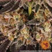 Purple Punch x Lemon Drizzle Strain – product view 11