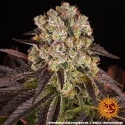 Purple Punch x Lemon Drizzle Strain – product view 12