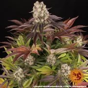 Purple Punch x Lemon Drizzle Strain – product view 13