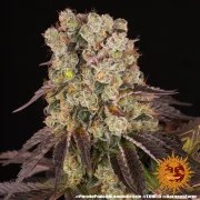 Purple Punch x Lemon Drizzle Strain – product view 14