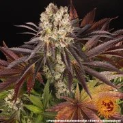 Purple Punch x Lemon Drizzle Strain – product view 15