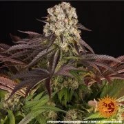 Purple Punch x Lemon Drizzle Strain – product view 16
