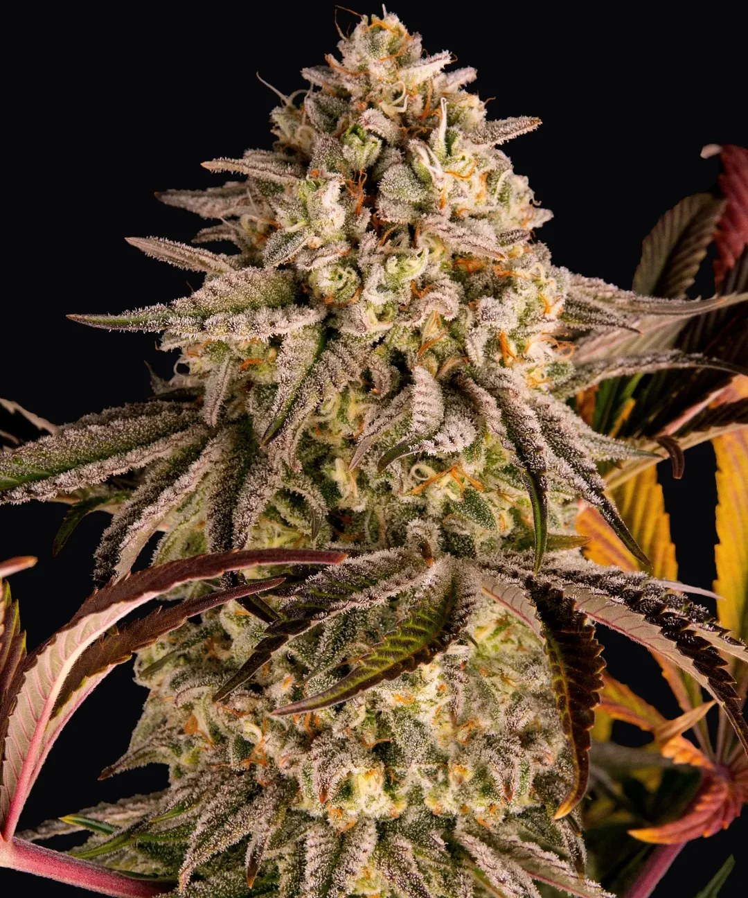 Blue Sunset Sherbert Strain – product view 1