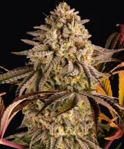 Blue Sunset Sherbert Strain – product view 1